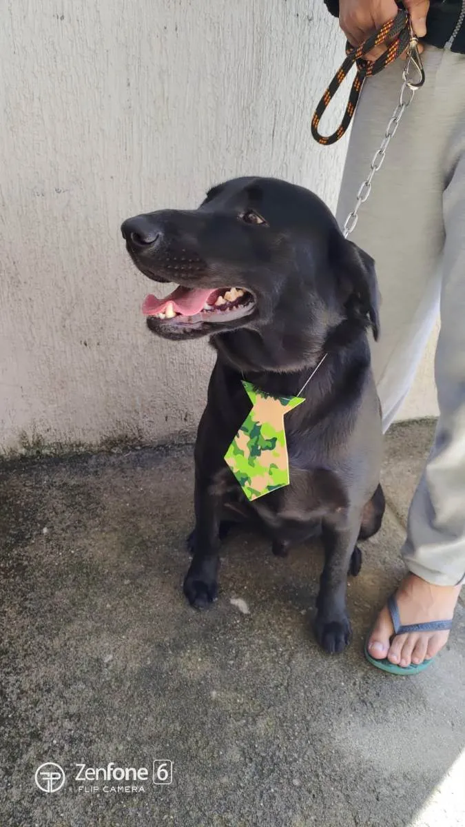 Cachorro ra a Labrador  idade 3 anos nome Hórus