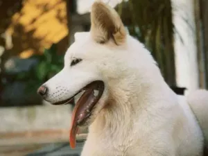 Cachorro raça Akita Inu idade 7 a 11 meses nome Mel
