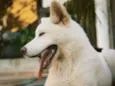 Mel