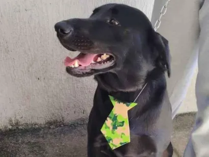 Cachorro raça Labrador  idade 3 anos nome Hórus