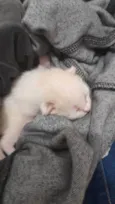 joaquim