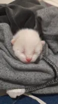 joaquim