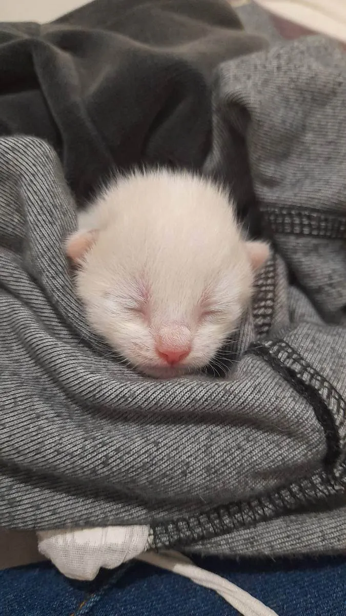 Gato ra a sem raça idade Abaixo de 2 meses nome joaquim