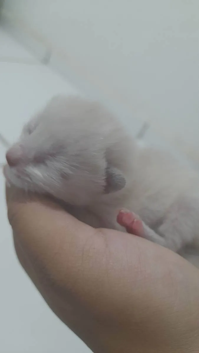 Gato ra a sem raça idade Abaixo de 2 meses nome joaquim