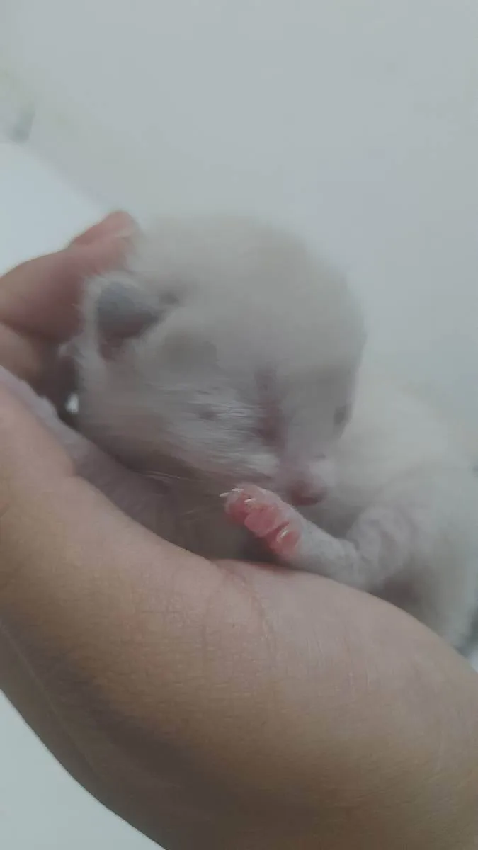 Gato ra a sem raça idade Abaixo de 2 meses nome joaquim