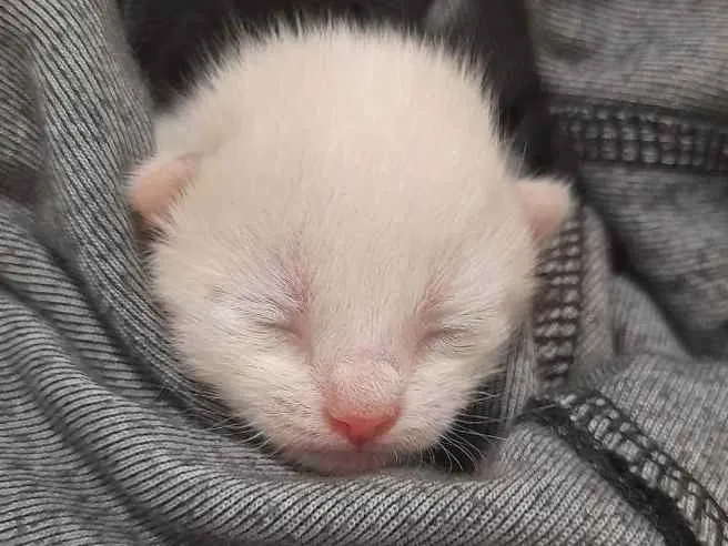Gato ra a sem raça idade Abaixo de 2 meses nome joaquim