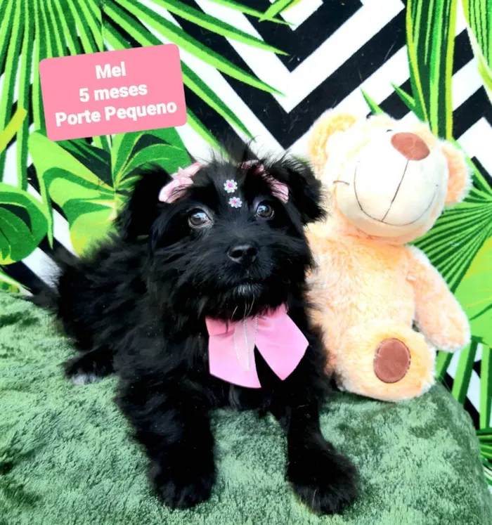 Cachorro raça Srd idade 2 a 6 meses nome Mel 