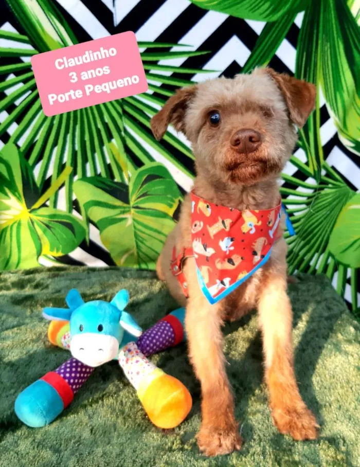 Cachorro raça Srd idade 3 anos nome Claudinho