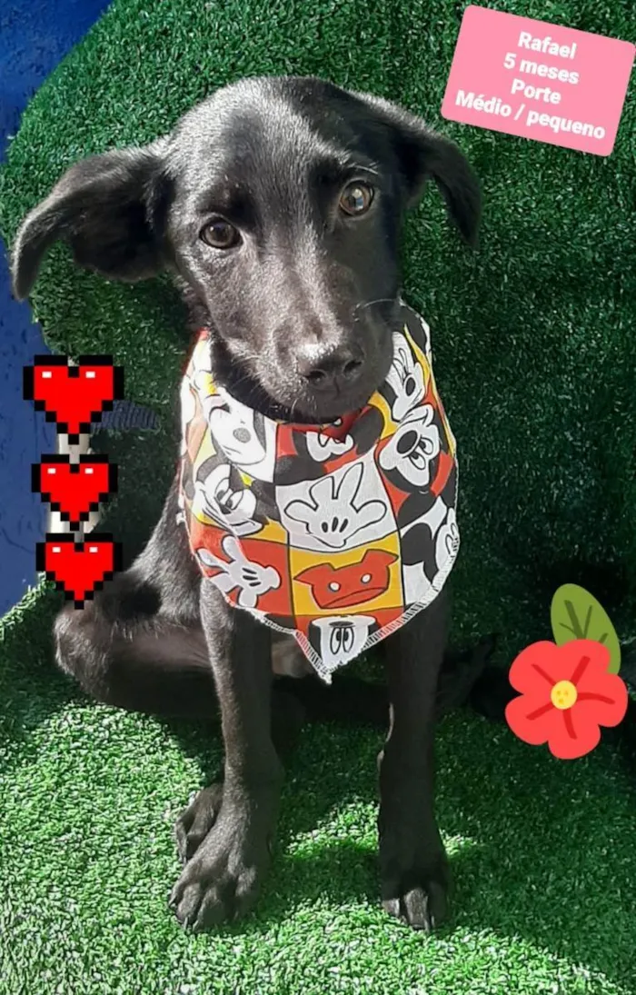Cachorro raça Srd idade 2 a 6 meses nome Rafael 