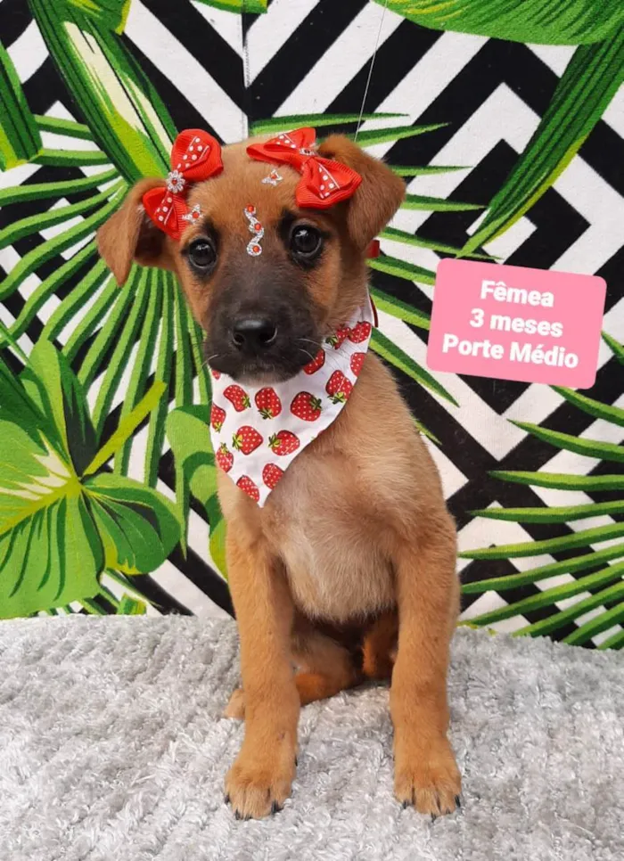 Cachorro raça Srd idade 2 a 6 meses nome Moranguinho