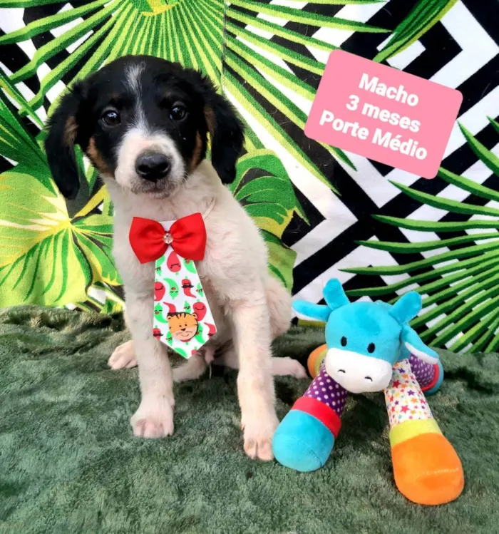 Cachorro raça Srd idade 2 a 6 meses nome Dolfo