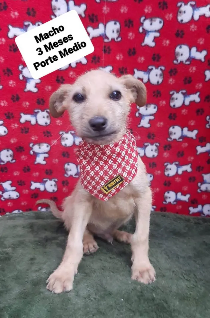 Cachorro raça Srd idade 2 a 6 meses nome Artheu