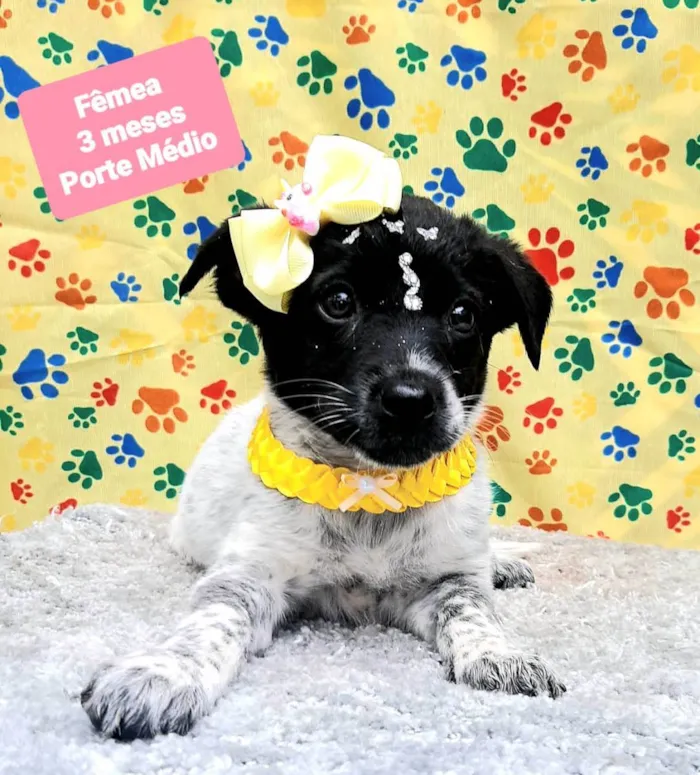 Cachorro raça Srd idade 2 a 6 meses nome Tutty 