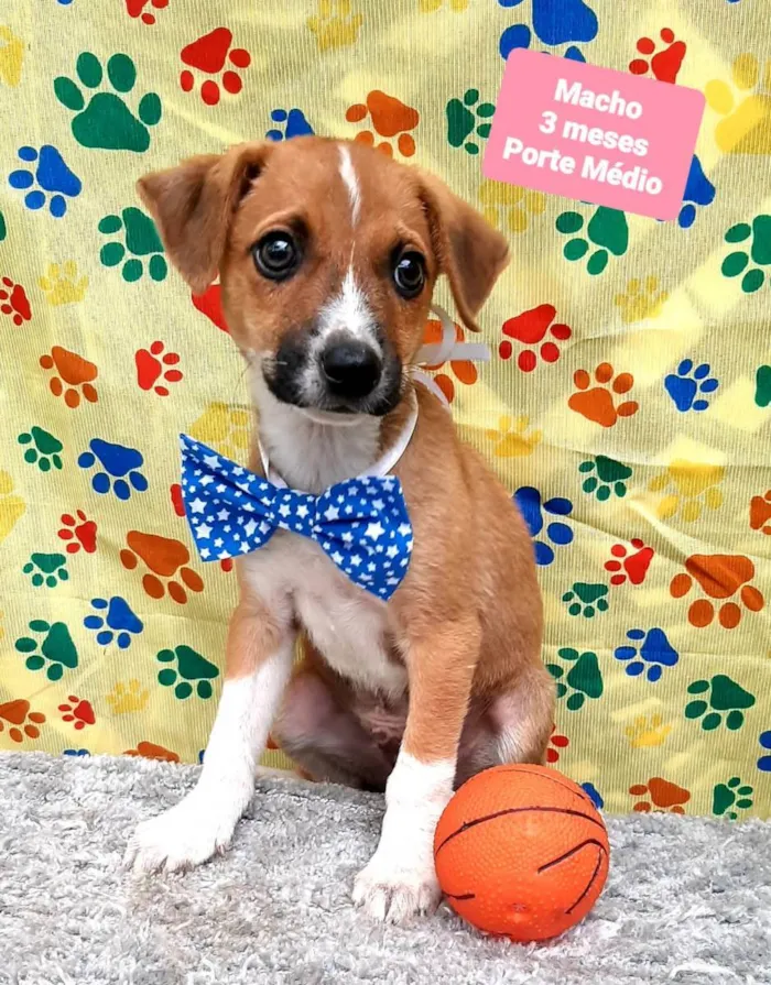 Cachorro raça Srd idade 2 a 6 meses nome Clark