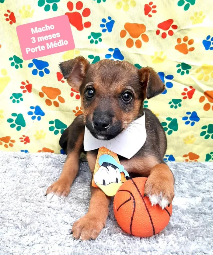 Cachorro raça Srd idade 2 a 6 meses nome Musk