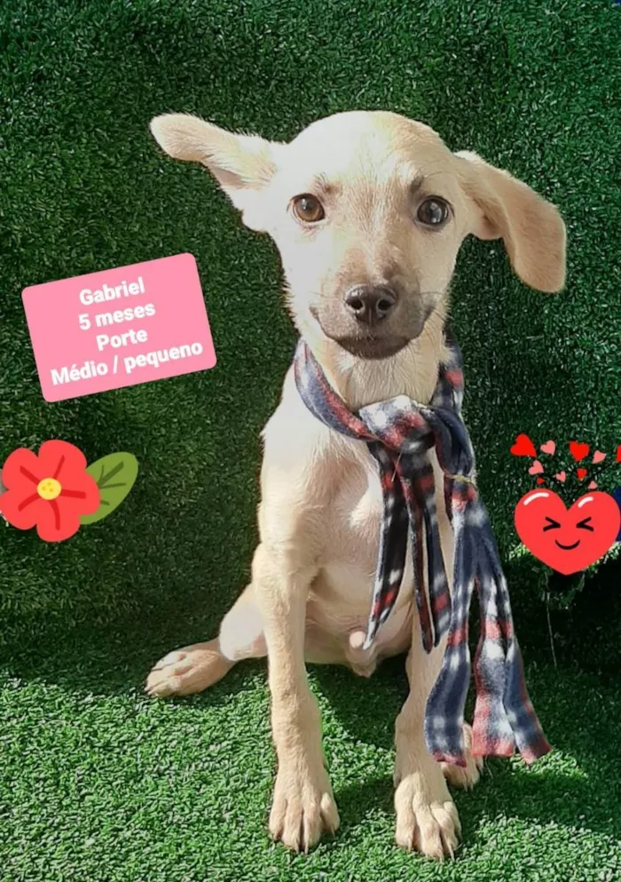 Cachorro raça Srd idade 2 a 6 meses nome Gabriel