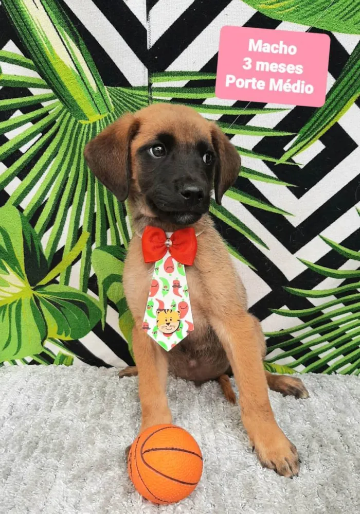 Cachorro raça Srd idade 2 a 6 meses nome Tobby