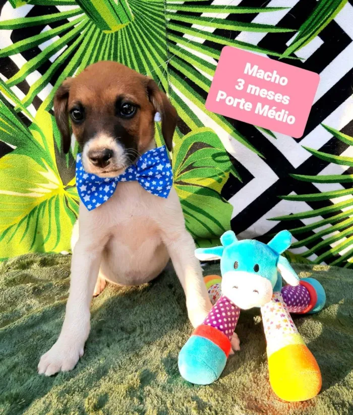 Cachorro raça Srd idade 2 a 6 meses nome Cleford