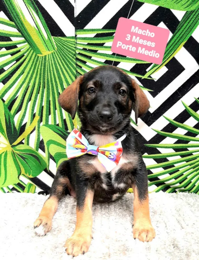 Cachorro raça Srd idade 2 a 6 meses nome Castiel