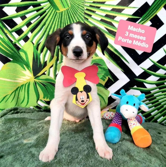 Cachorro raça Srd idade 2 a 6 meses nome Sam