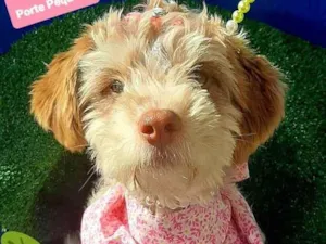 Cachorro raça Srd idade 1 ano nome Ritinha 