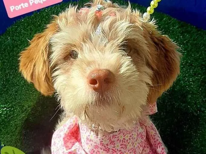 Cachorro raça Srd idade 1 ano nome Ritinha 