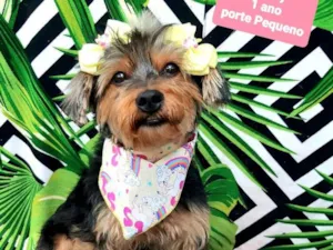 Cachorro raça Srd idade 1 ano nome Marry 