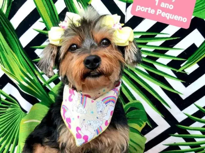 Cachorro raça Srd idade 1 ano nome Marry 