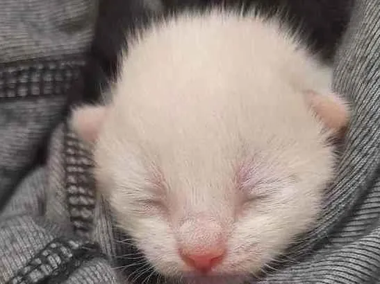 Gato ra a sem raça idade Abaixo de 2 meses nome joaquim