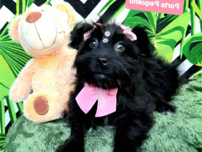 Cachorro raça Srd idade 2 a 6 meses nome Mel 