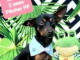 Cachorro raça Pinscher idade 2 anos nome Marley