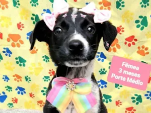 Cachorro raça Srd idade 2 a 6 meses nome Mully