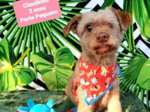 Cachorro raça Srd idade 3 anos nome Claudinho
