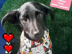 Cachorro raça Srd idade 2 a 6 meses nome Rafael 