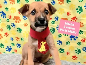 Cachorro raça Srd idade 2 a 6 meses nome Bolt