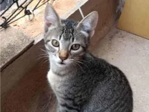 Gato raça Srd idade 2 a 6 meses nome Amora
