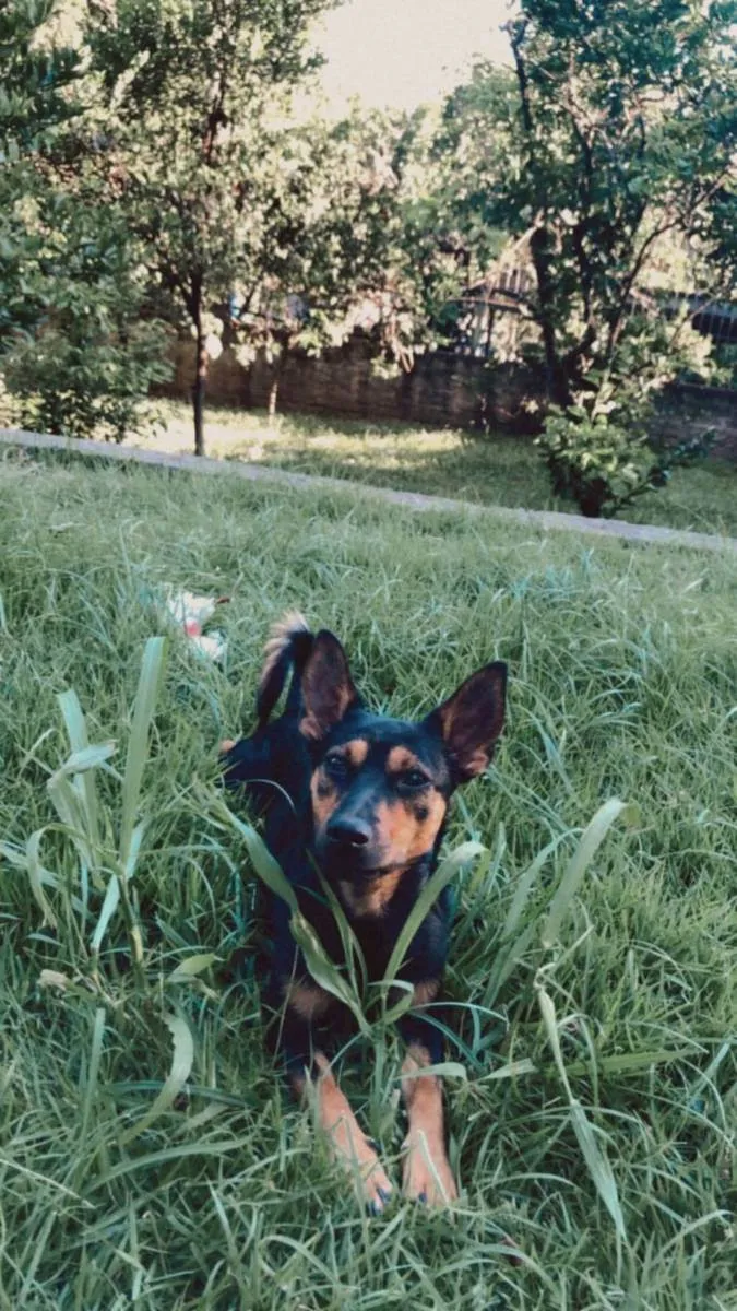 Cachorro ra a SRD idade 1 ano nome Sírius