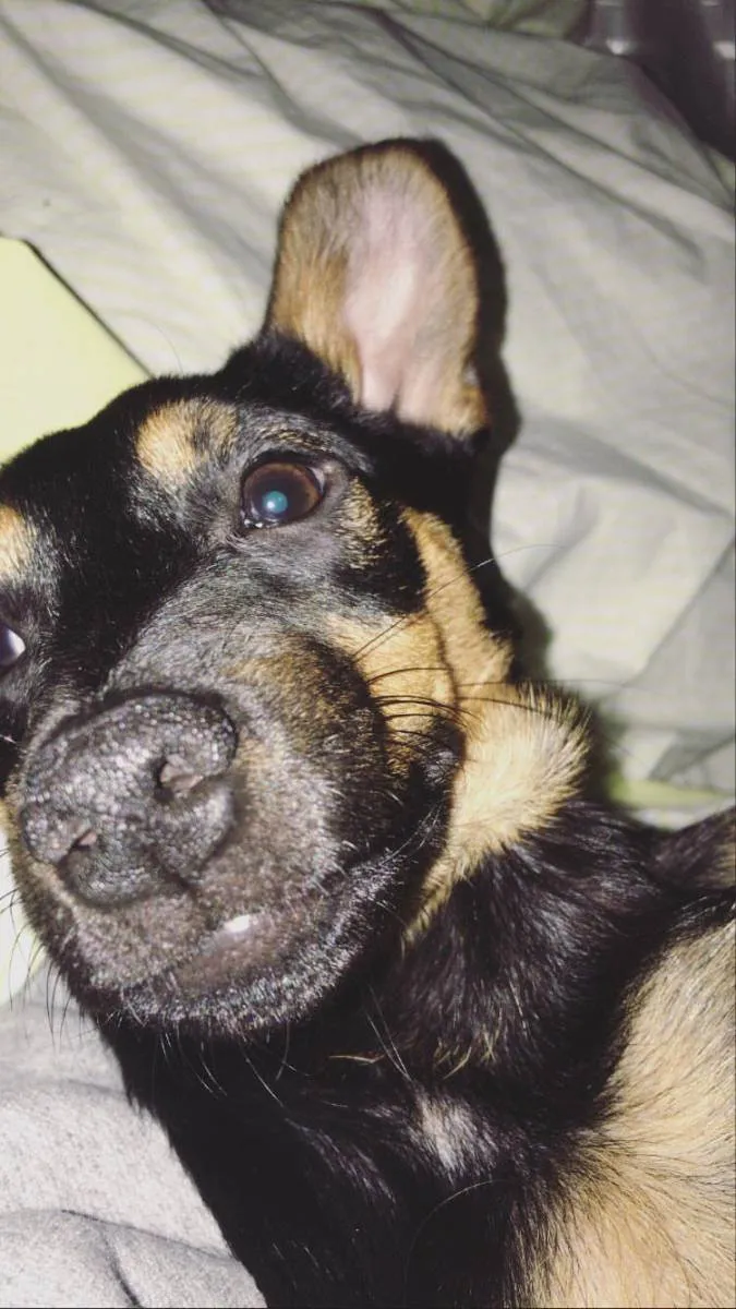 Cachorro ra a SRD idade 1 ano nome Sírius