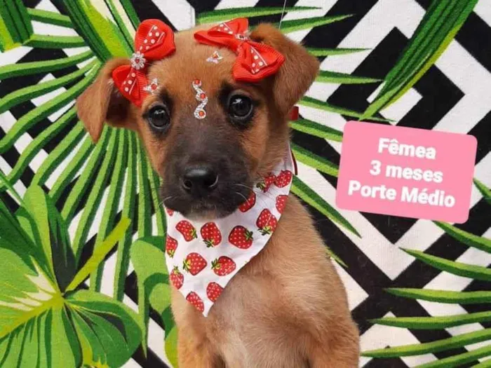 Cachorro raça Srd idade 2 a 6 meses nome Moranguinho