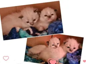 Gato raça Srd idade Abaixo de 2 meses nome Bebezinhas
