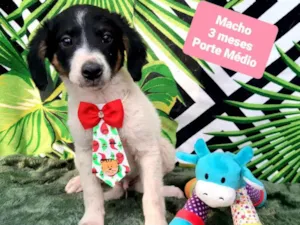 Cachorro raça Srd idade 2 a 6 meses nome Dolfo
