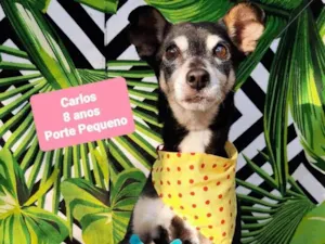 Cachorro raça Srd idade 6 ou mais anos nome Carlos