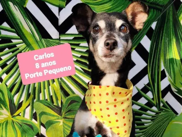 Cachorro raça Srd idade 6 ou mais anos nome Carlos