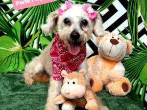 Cachorro raça Srd idade 6 ou mais anos nome Maria