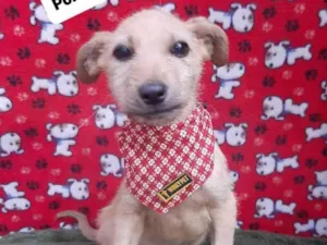 Cachorro raça Srd idade 2 a 6 meses nome Artheu