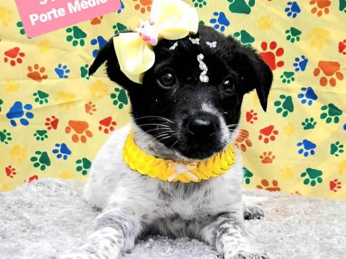 Cachorro raça Srd idade 2 a 6 meses nome Tutty 