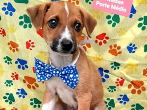 Cachorro raça Srd idade 2 a 6 meses nome Clark