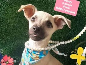 Cachorro raça Srd idade 2 a 6 meses nome Henrry