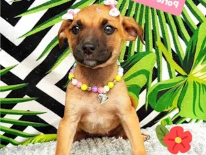 Cachorro raça Srd idade 2 a 6 meses nome Betina