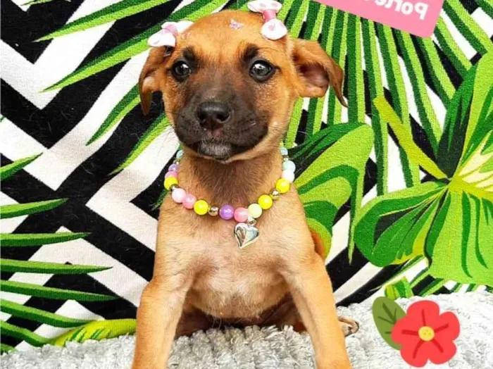 Cachorro raça Srd idade 2 a 6 meses nome Betina